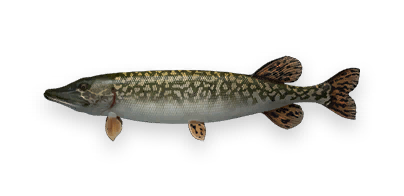Northern Pike Melee with 656 damage