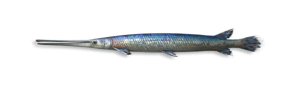 Alligator Gar