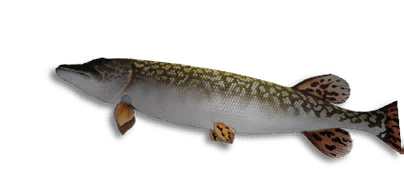 Northern Pike B.P.