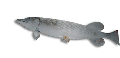 Frozen Northern Pike B.P.