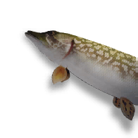 Northern Pike FRAG