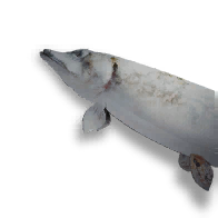 Frozen Northern Pike FRAG