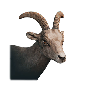 Ewe - Livestock in Once Human
