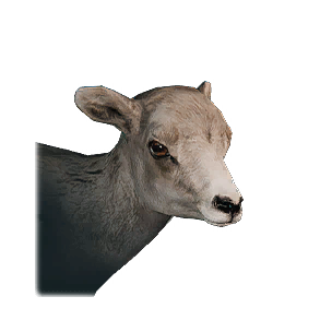 Lamb