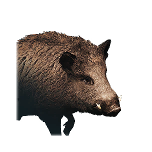 Boar Piglet