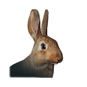 Rabbit Kit