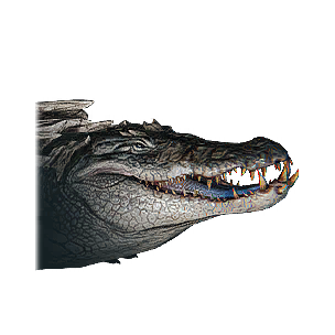 Crocodile Hatchling