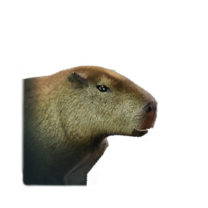 Capybara