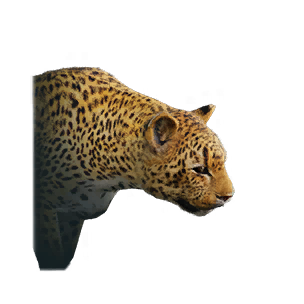 Little Leopard