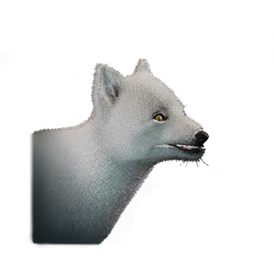 Small Snow Fox