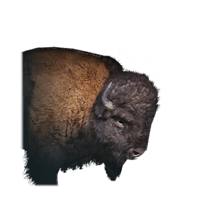 Wild Buffalo