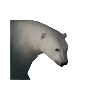 Small Polar Bear