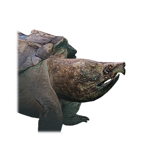 Small Snapping Turtle