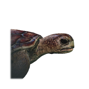 Sea Turtle