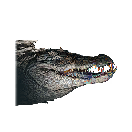 Bay Crocodile