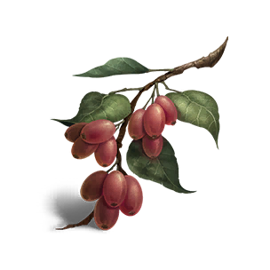 Hawthorn Berry - Food in Once Human
