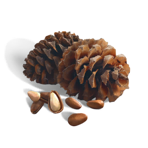 Pine Nut - Food in Once Human