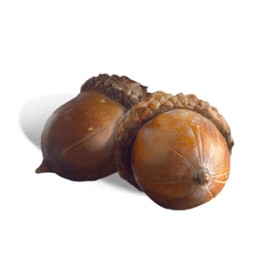 Acorn