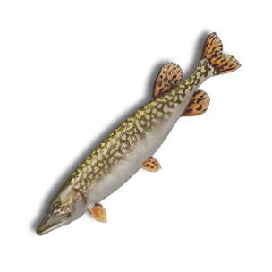 Mega Northern Pike