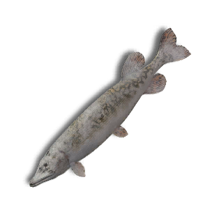 Frozen Northern Pike