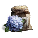 Blue Hydrangea Seeds