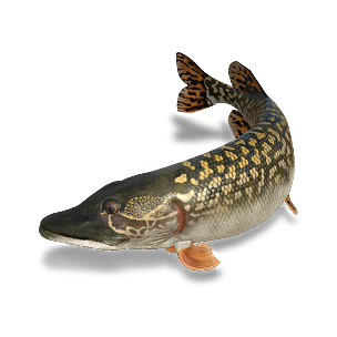 Northern Pike - Large Fish in Once Human