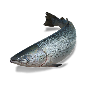 Salmon - Large Fish in Once Human