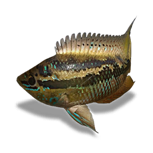 Large Yellow Cichlid - Large Fish in Once Human
