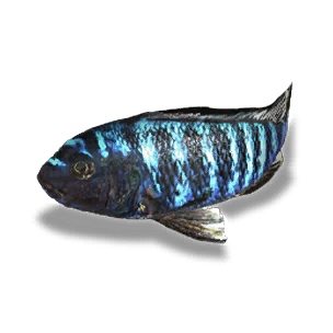 Large Blue Cichlid - Large Fish in Once Human