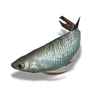 Bighead Carp - Small Fish in Once Human