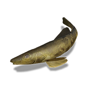 Sucker Fish (Spotted) - Small Fish in Once Human