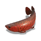 Arowana [Iridescence]