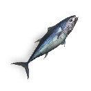 Tuna