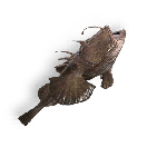 Anglerfish