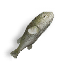 Bubble Fish