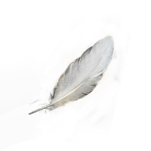 Feather