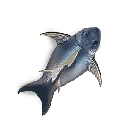 Tuna Skin