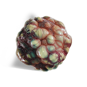 Egg Sacs