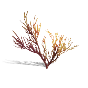 Golden Willow Coral - Materials in Once Human