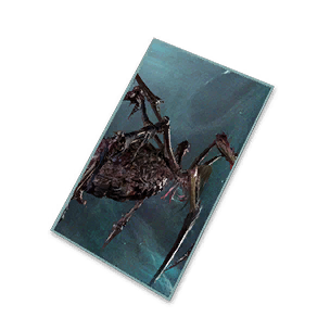 Arachsiam