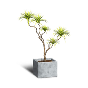 Formula: Dracaena Bonsai