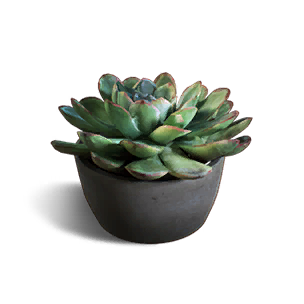 Formula: Succulent Pot