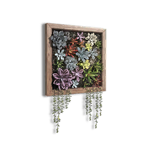 Formula: Wall-Climbing Succulent