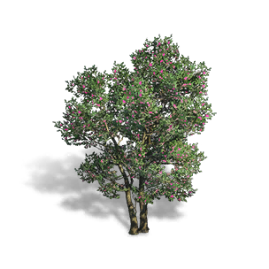 Formula: Camellia Tree