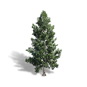 Formula: Evergreen Pine