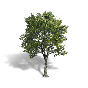 Formula: Gold Elm