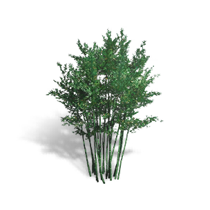 Formula: Bamboo Thicket