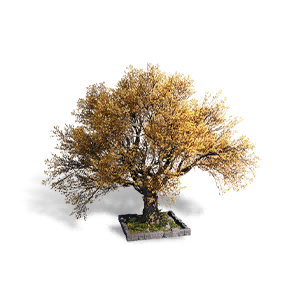 Formula: Ginkgo - Ancient Craft
