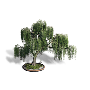 Formula: Weeping Willow: Green Cascade