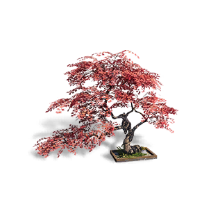 Formula: Maple Tree: Sunset